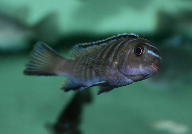 Tropheops modestus 'Chidunga Rocks'